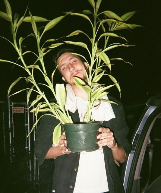 Jesse the Tree
