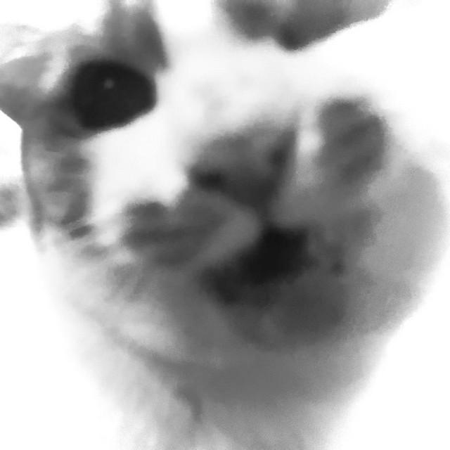 snoa