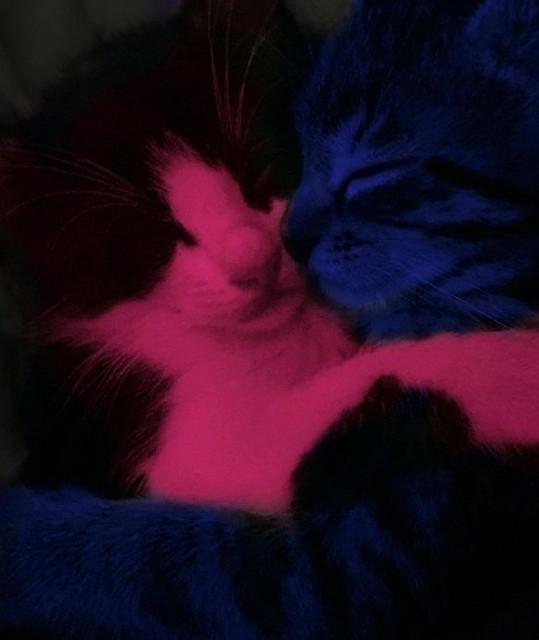 loveatnight