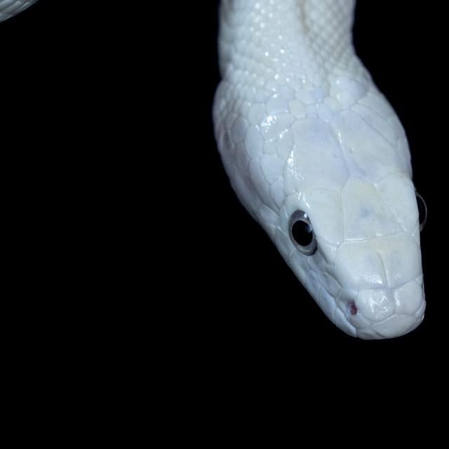 Garçons