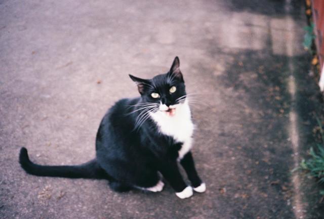 Sutphin