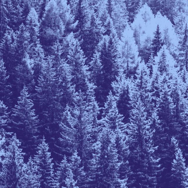 Trees Don't Move