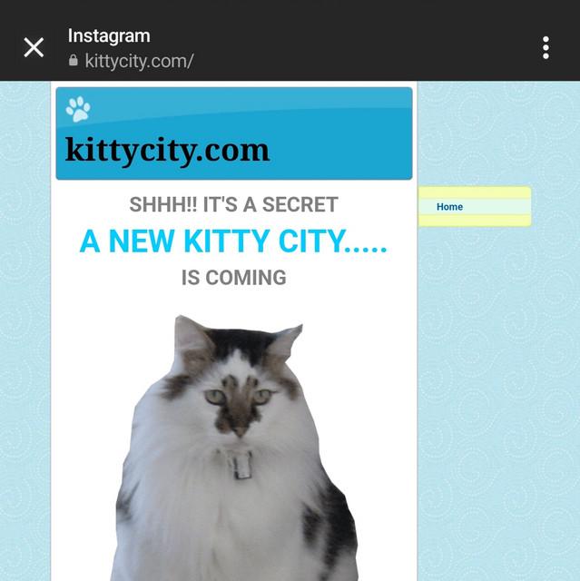 Kitty City