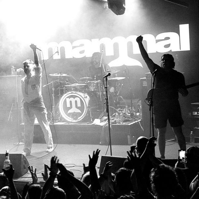 Mammal