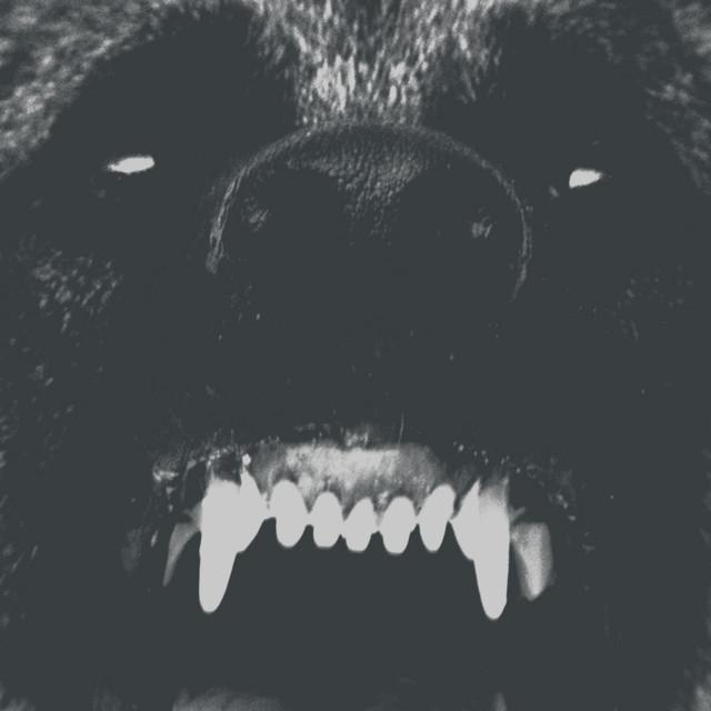 Blue Ox