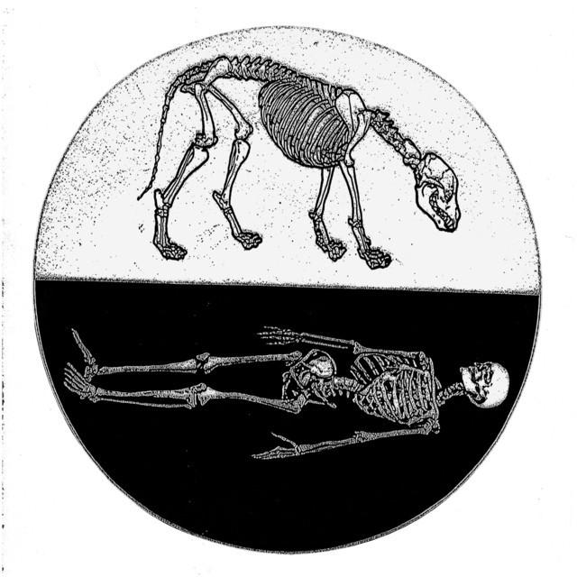 Cadaver Dog
