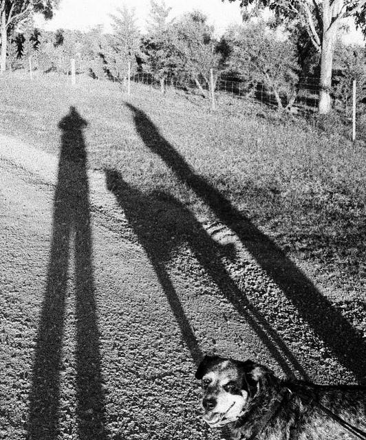 Tapdog