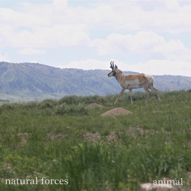 Natural Forces