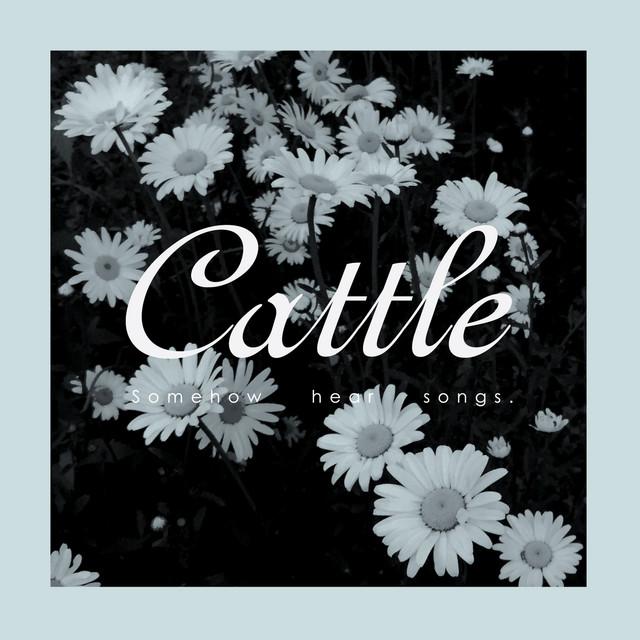 Cattle
