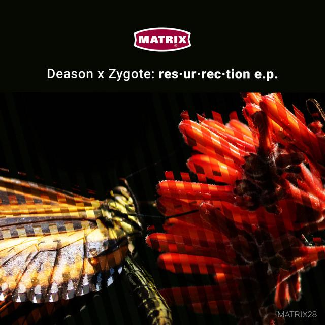Zygote