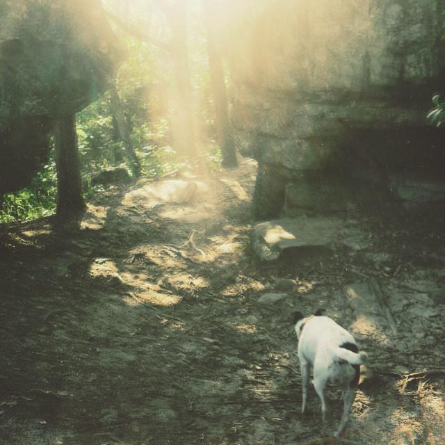 Moor Hound