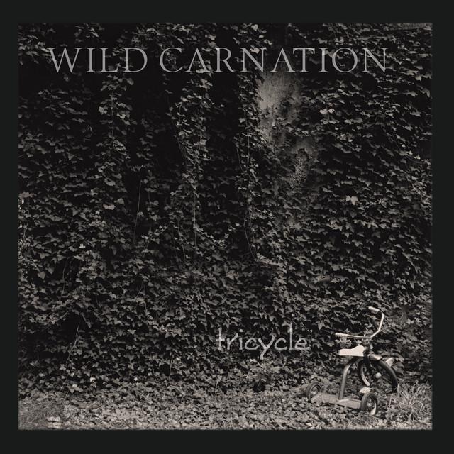 Wild Carnation