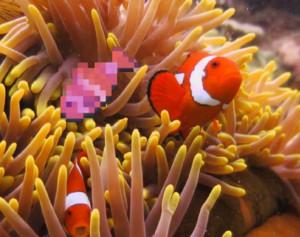Nemo's profile picture