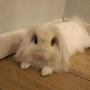 pax's profile picture