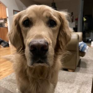Elsie's profile picture