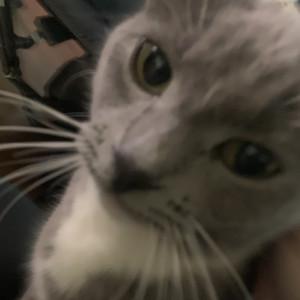 chogiwayeh's profile picture