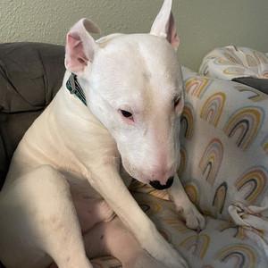gordon's profile picture