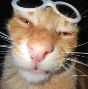 Gause's profile picture