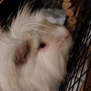 Lucy