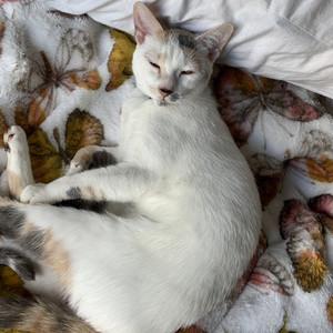 alyssa's profile picture