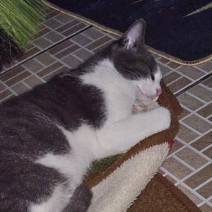Hiraeth's profile picture