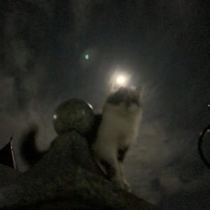 evereve's profile picture