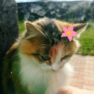 Coton 🌸