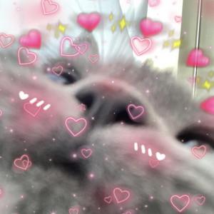 Soofli Poofli's profile picture