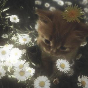 nadzíeja's profile picture