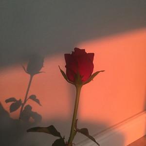 Rosie 🌹✨'s profile picture